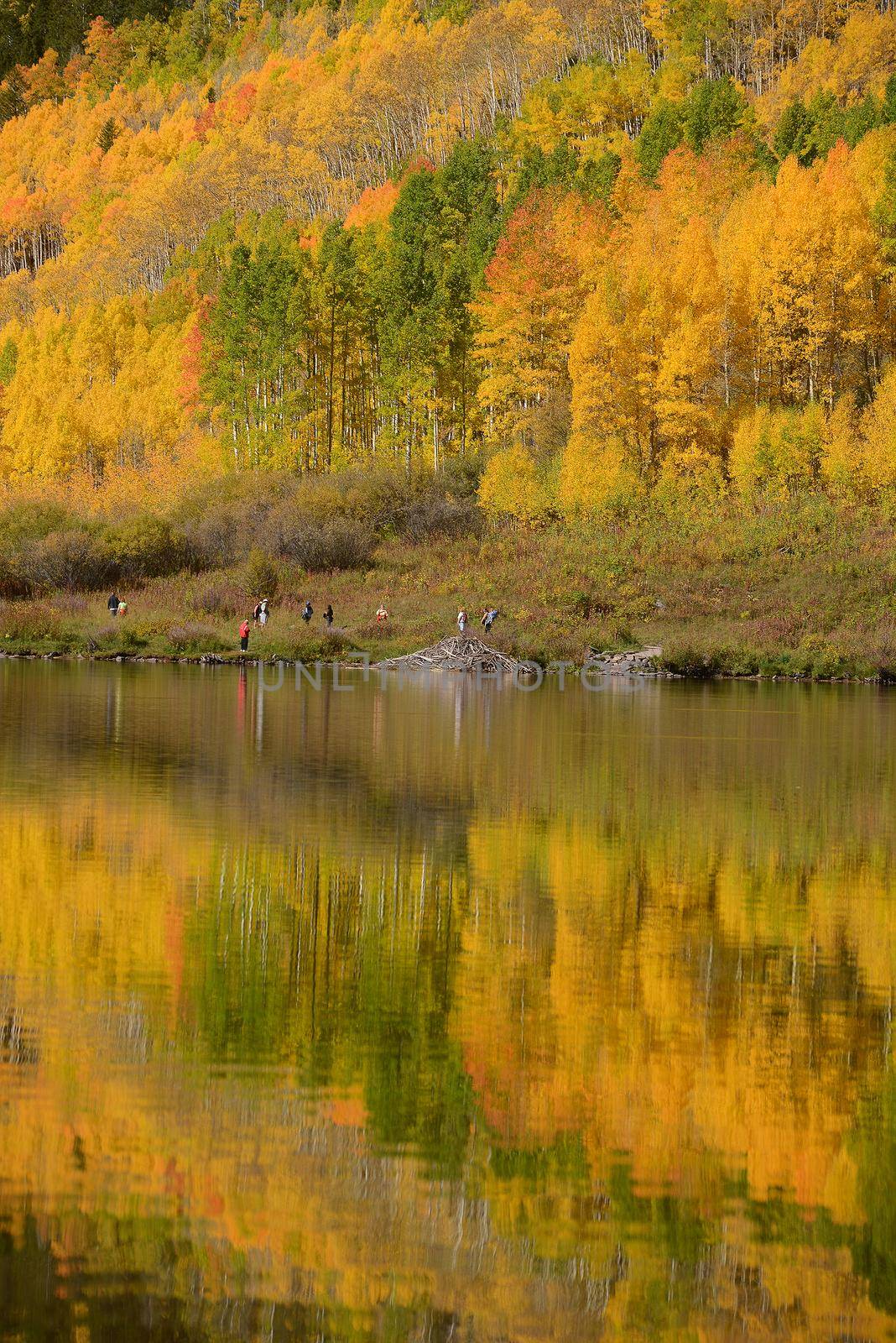yellow aspen tree with their reflection over a lake in colorado