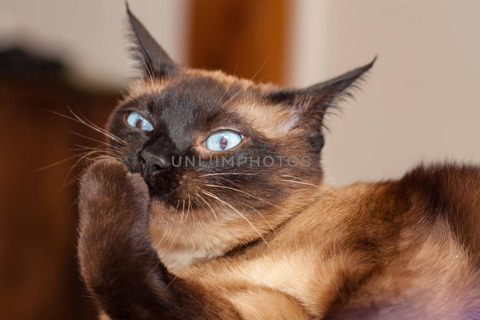 Portrait of a Siamese cat with beautiful blue eyes not happy with the head of a little devil with a nasty look