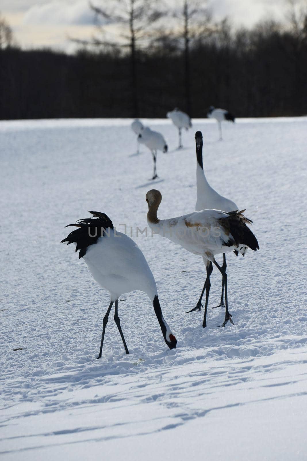 Japanese crane in Hokkaido