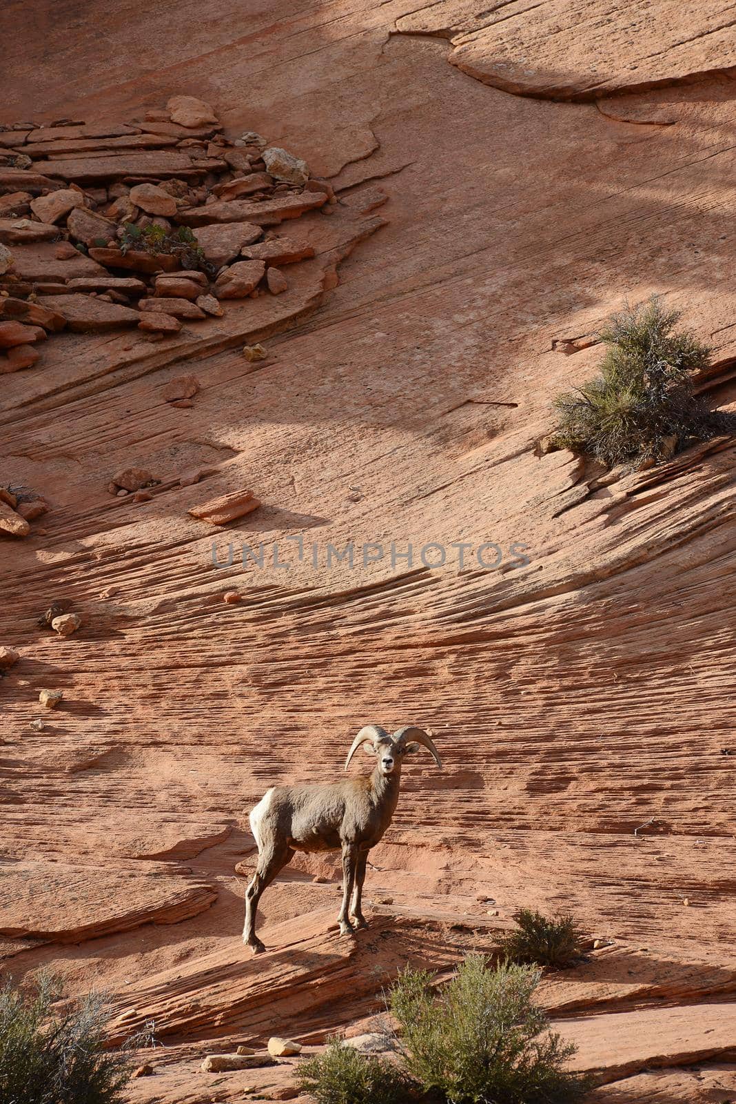 big horn sheep on a sandstone rock in east side of zion national park