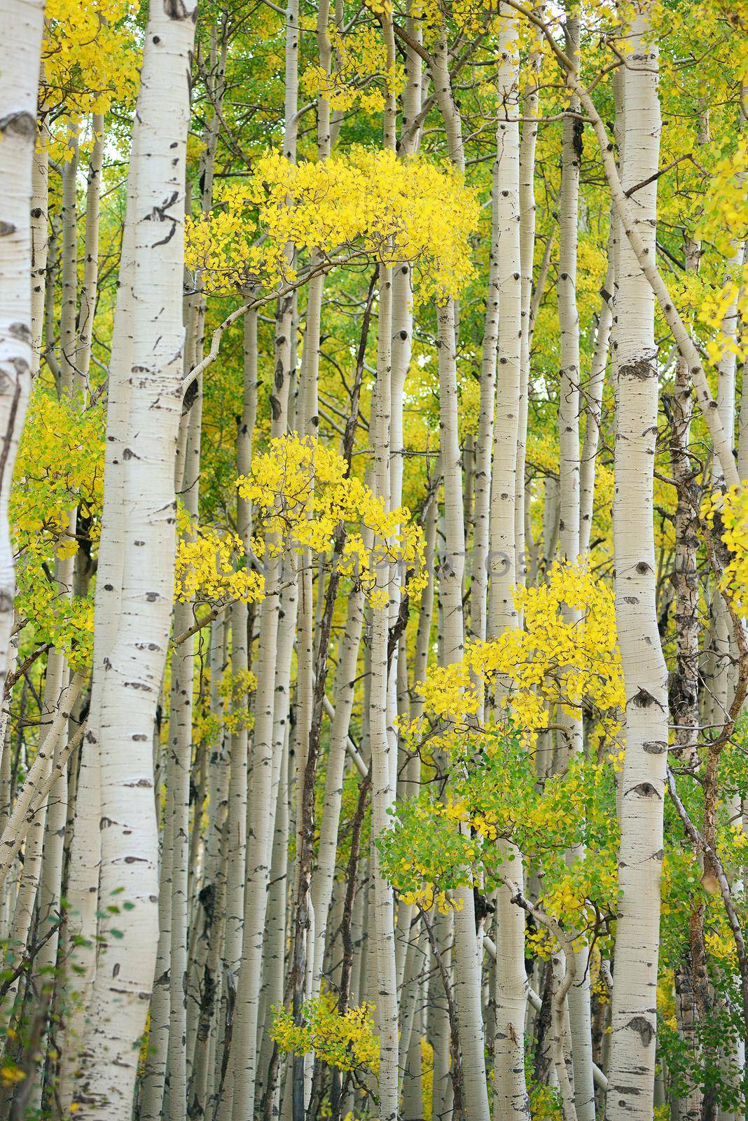 aspen tree in autumn from colorado