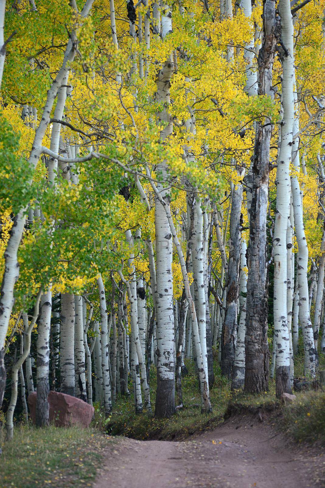 autumn aspen tree by porbital