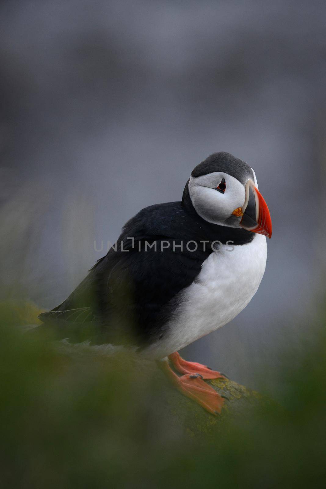 Puffin from Iceland by porbital