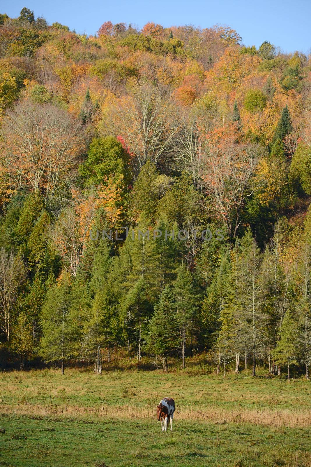 a brown horse in a local farm in vermont with fall foliage 