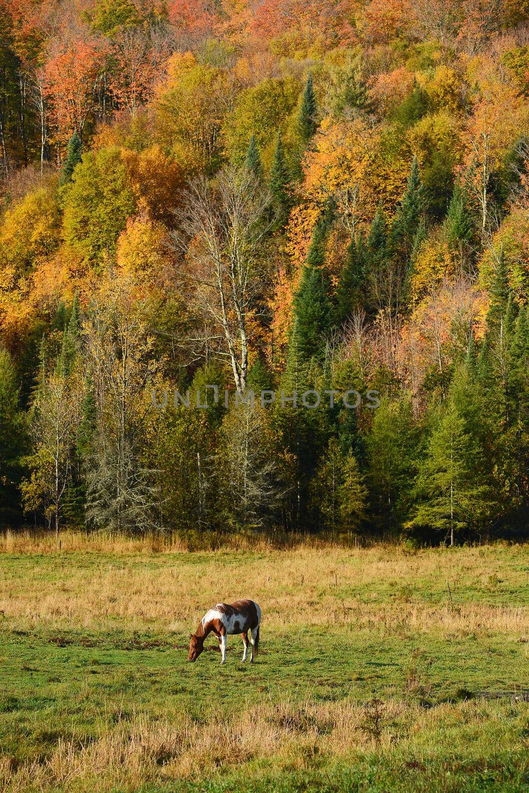 a brown horse in a local farm in vermont with fall foliage 