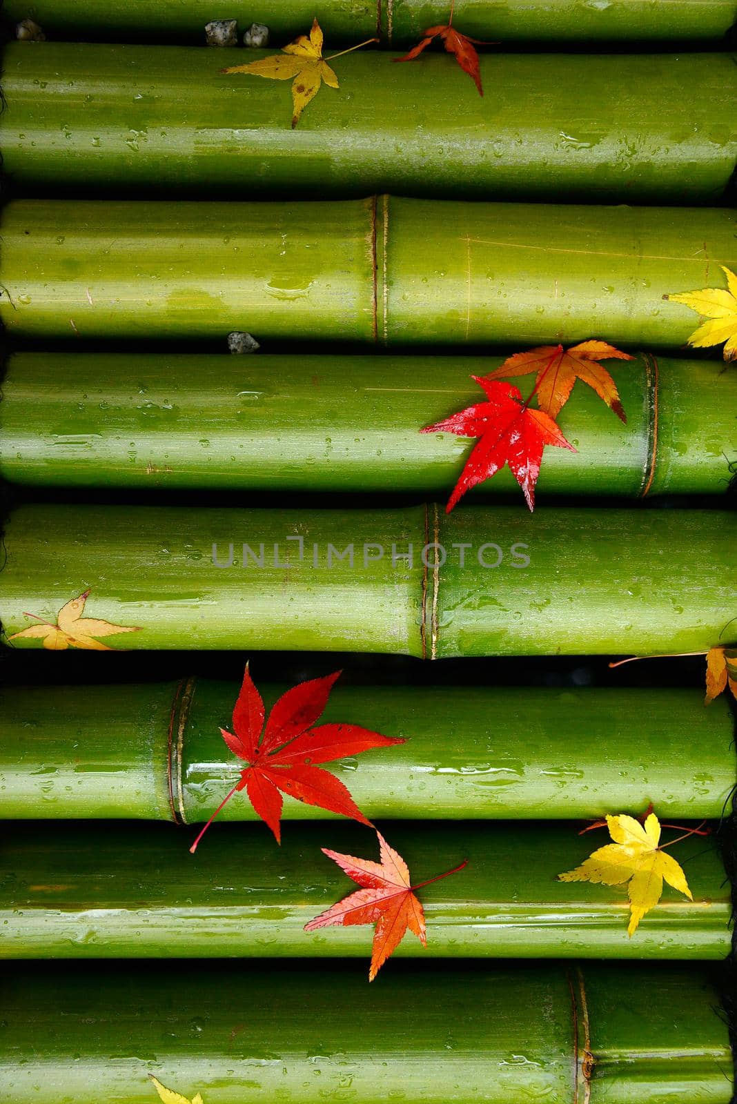 maple leaves drop on an arranged row of bamboo surface