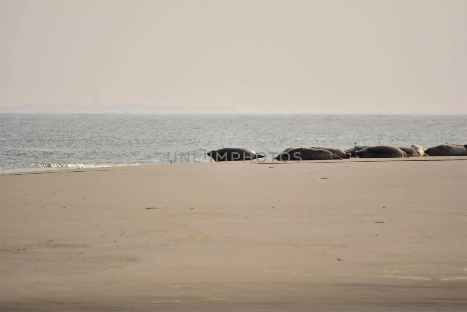 Seals on a sand bank on a hazy day by Luise123