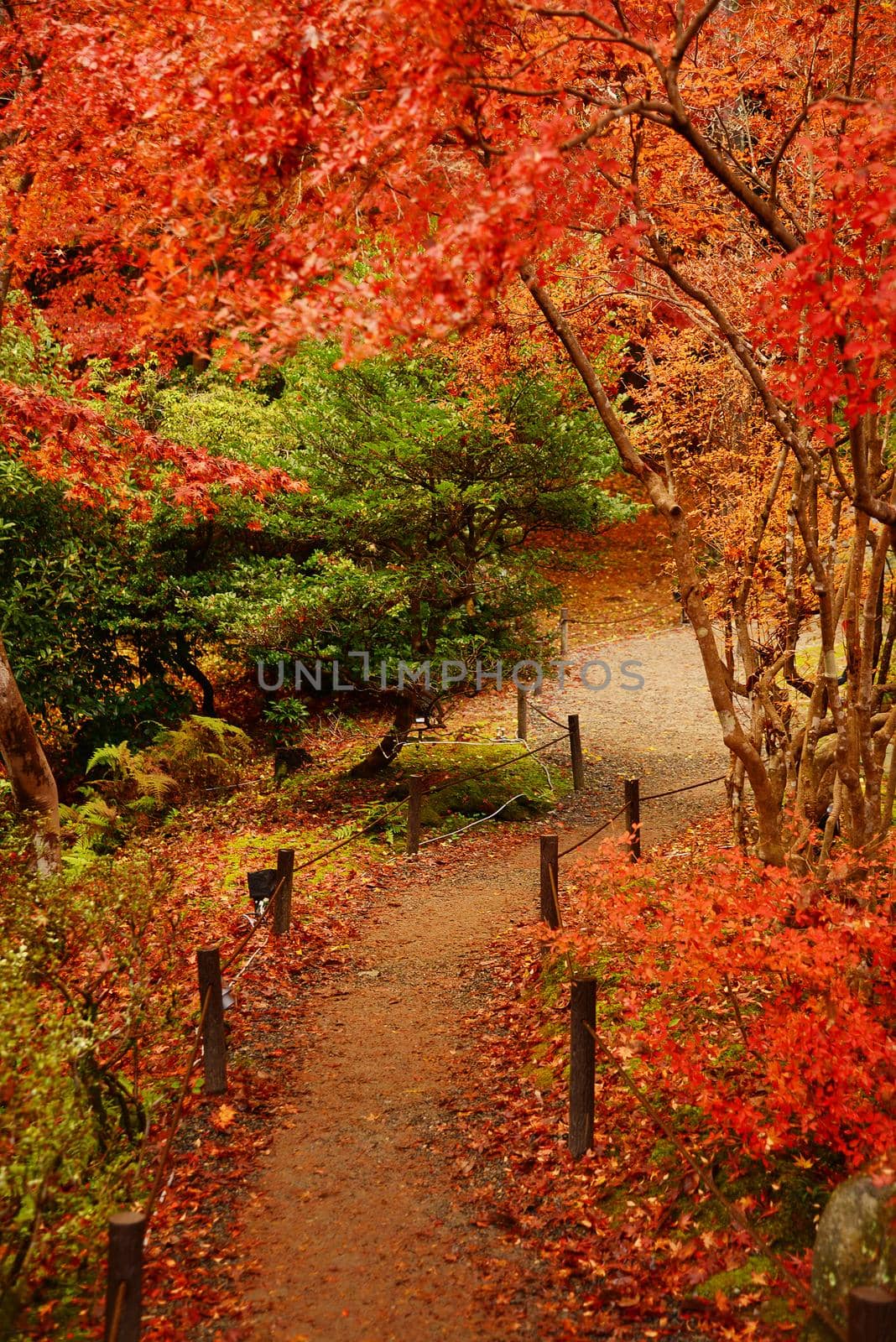 path of autumn by porbital