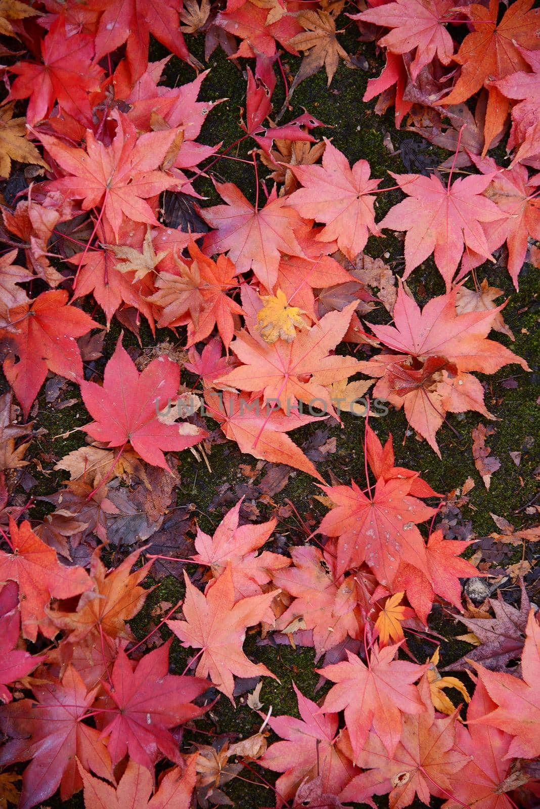 maple leaves by porbital