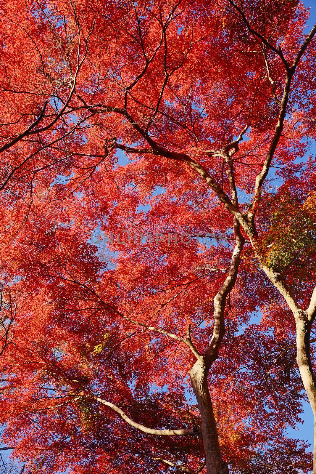 maple in kyoto by porbital