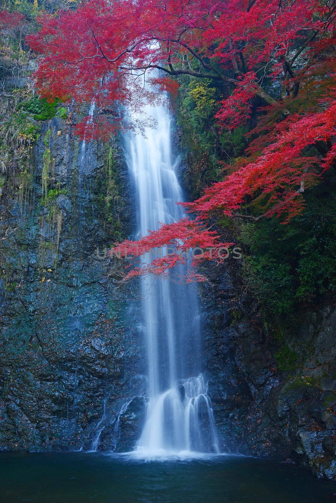 waterfall with maple by porbital