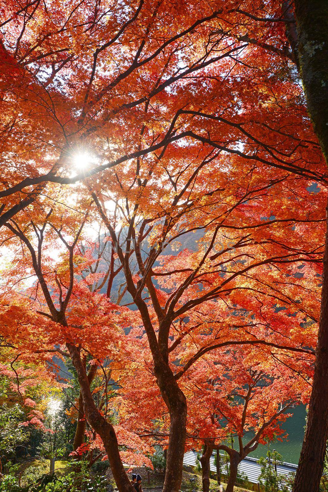 colorful maple leaves and branches from kyoto, japan