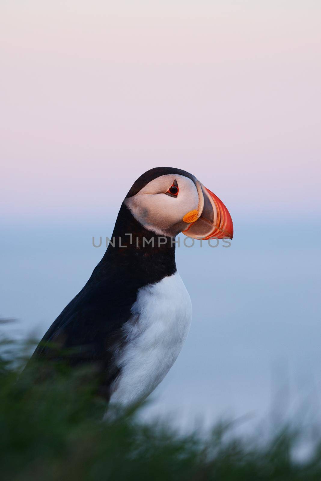 Puffin from westfjord in Iceland