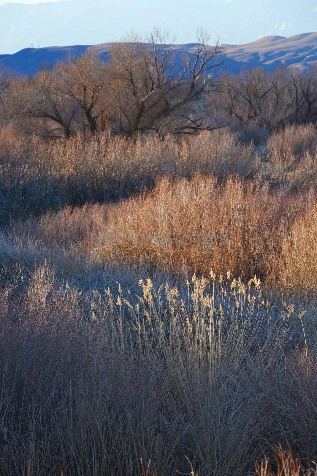 grass abstract from eastern sierra valley in california