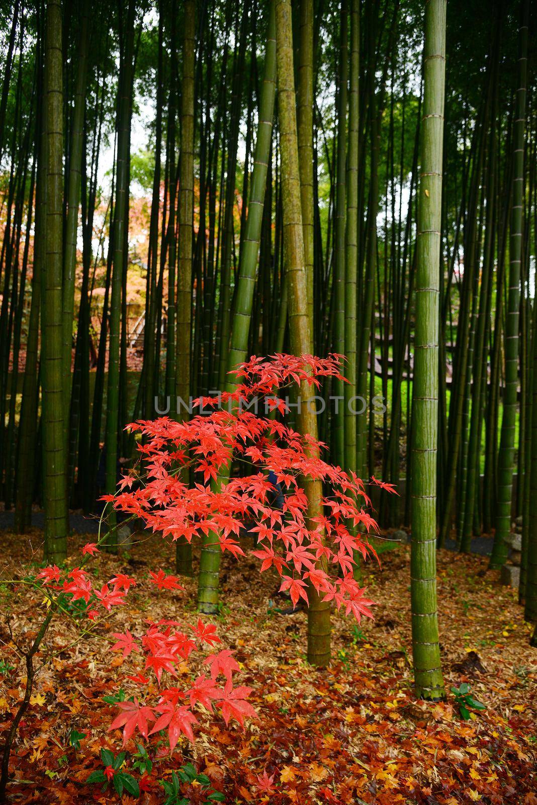 red maple with green bamboo from japan