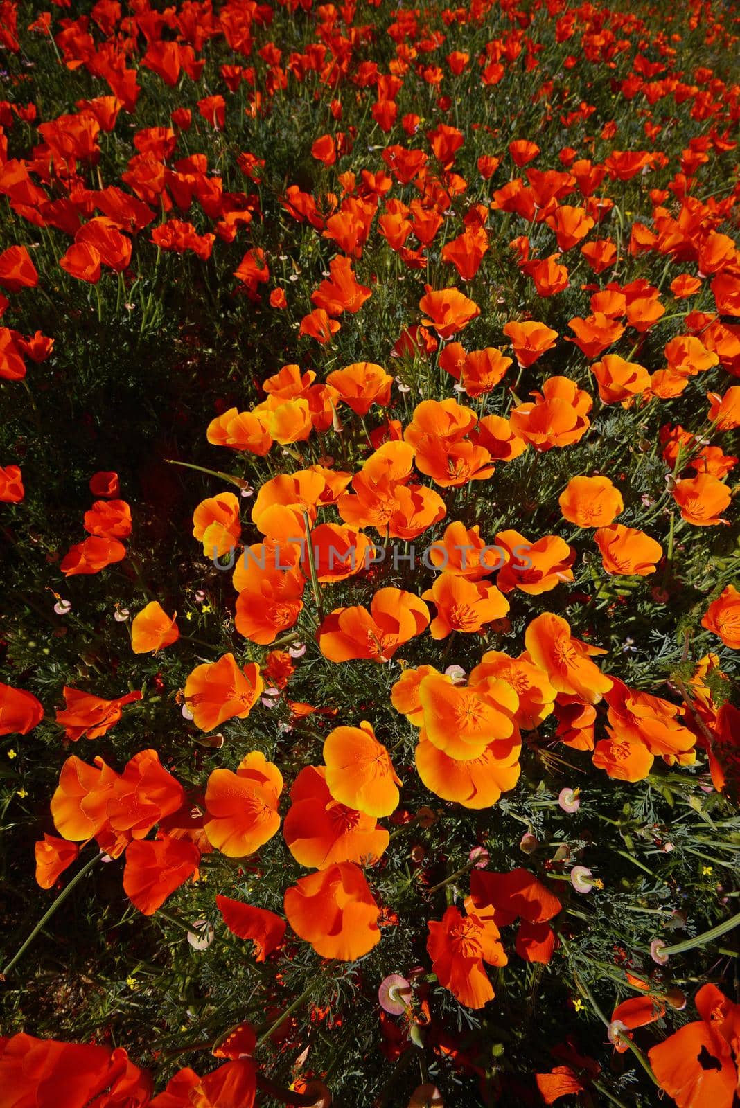 wild orange california poppy blooming from antelope valley in southern california