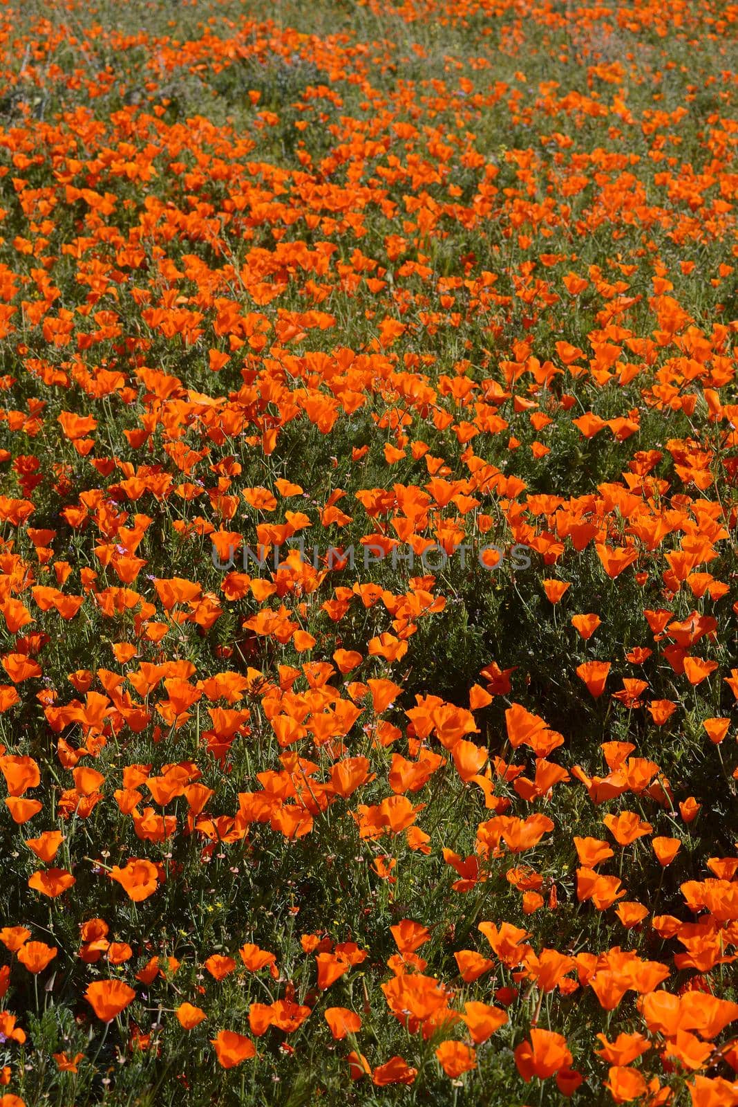 california poppy by porbital