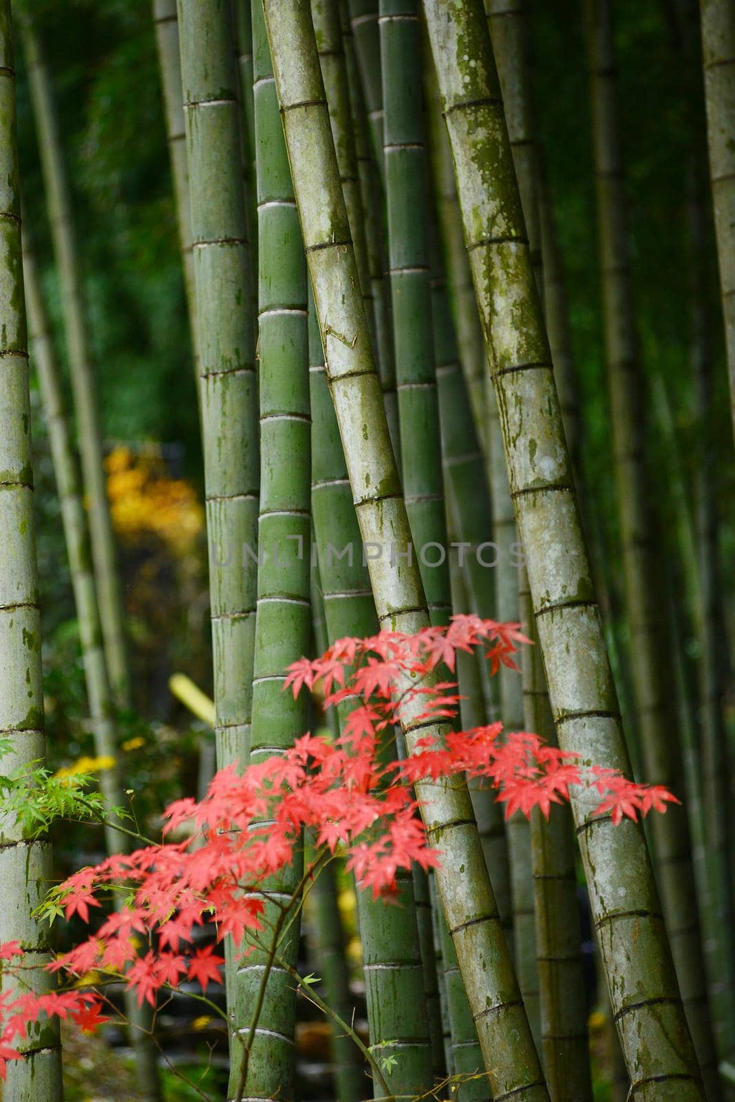 green japanese bamboo in a garden