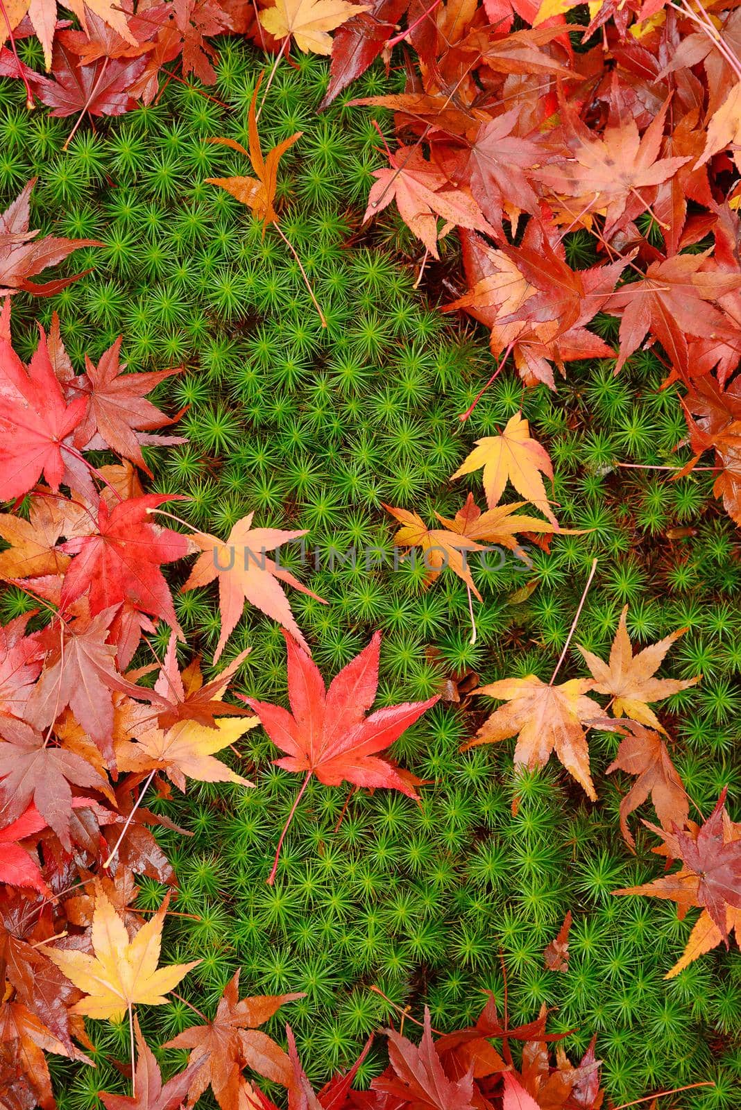 colorful red maple leaves on the ground