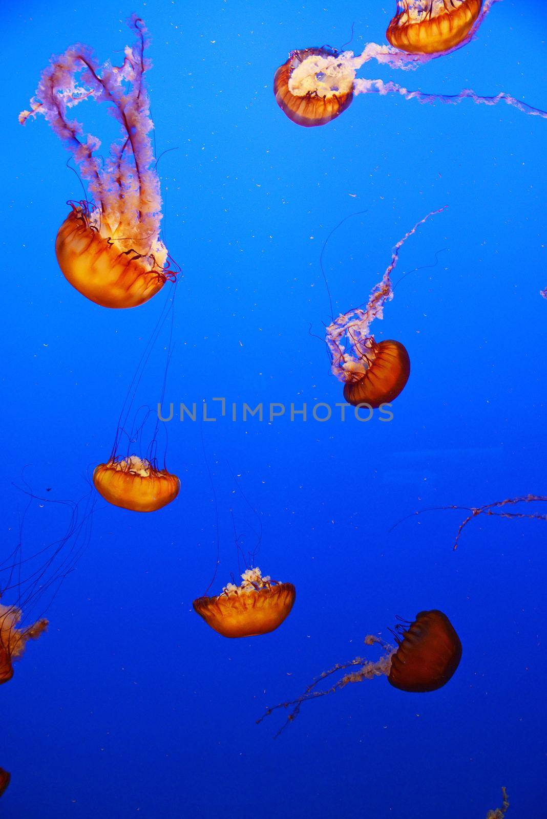 orange nettle jellyfish with blue background