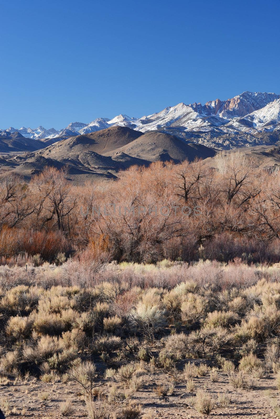 mountain landscape at sierra nevada range with grass hill and tree layers
