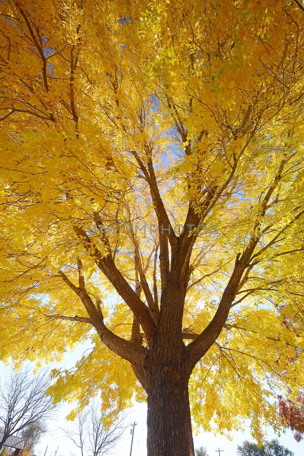 yellow tree by porbital