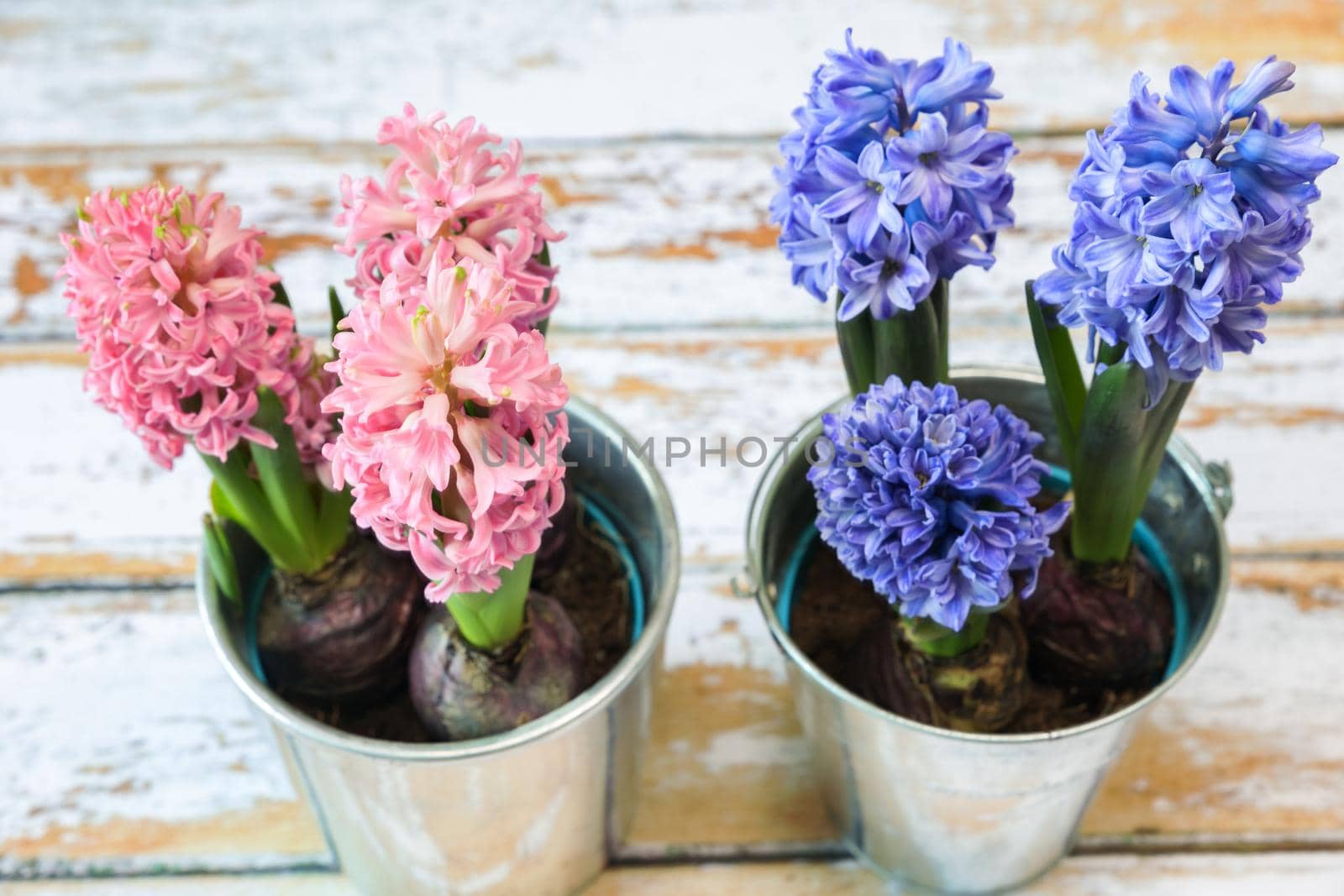 blooming blue and pink hyacinth bulbs in a pretty metal pot.