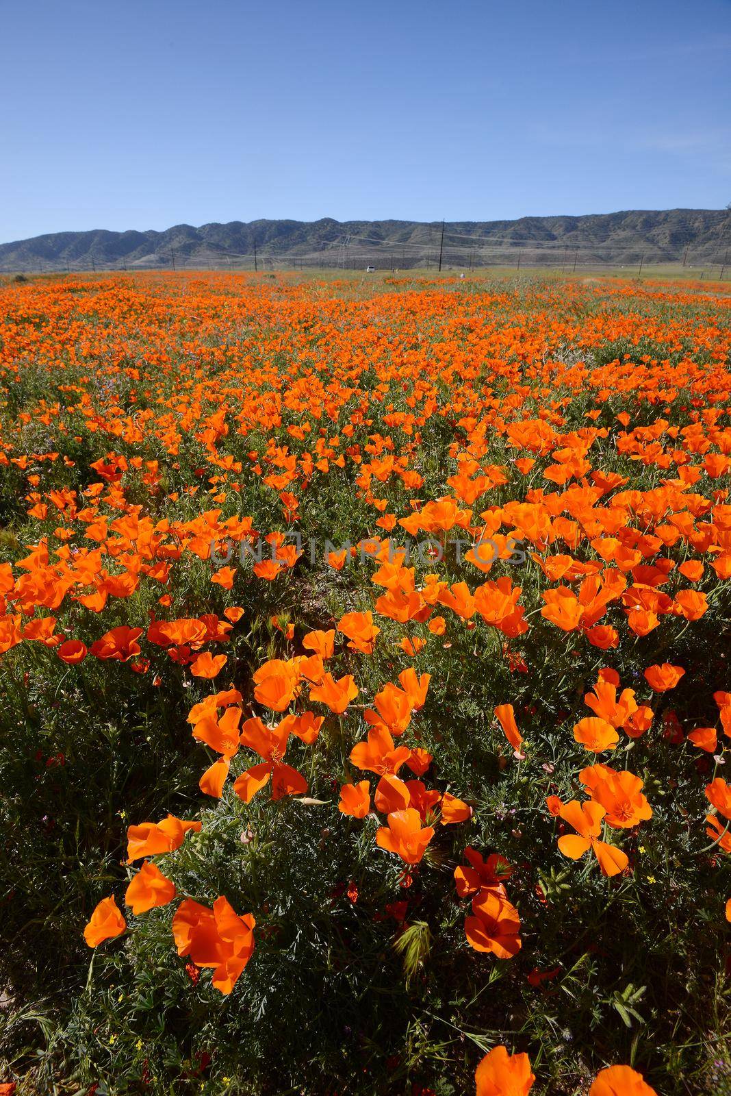 wild orange california poppy blooming from antelope valley in southern california