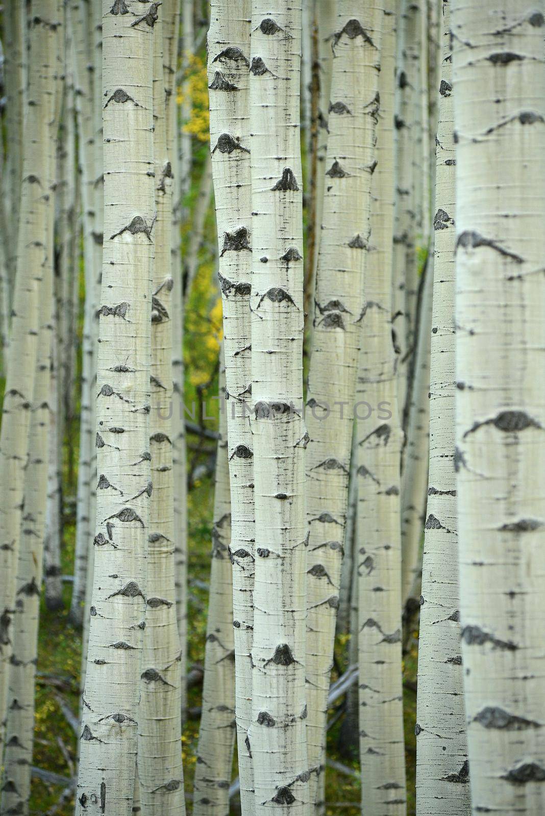 aspen tree in autumn from colorado