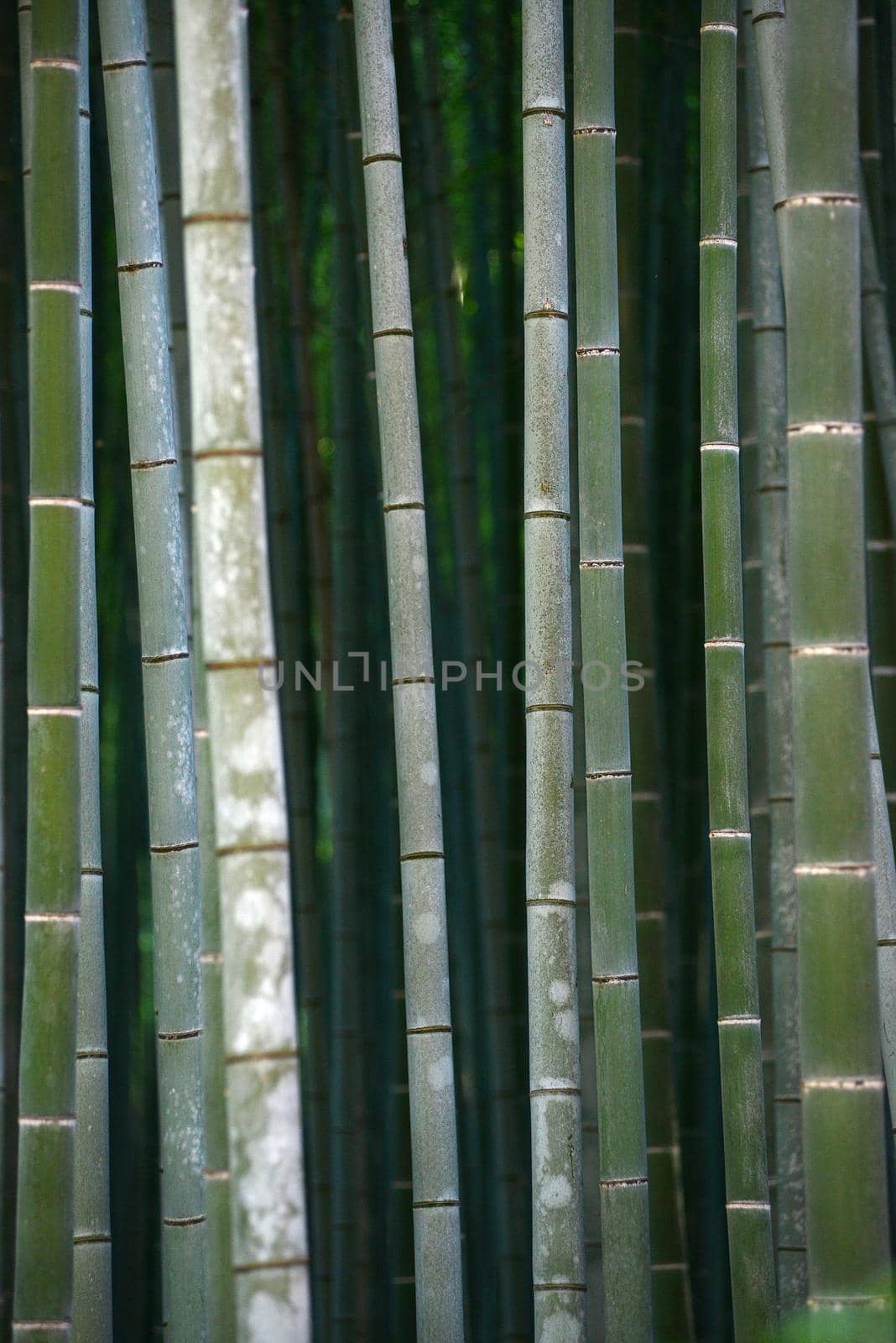 green japanese bamboo in a garden