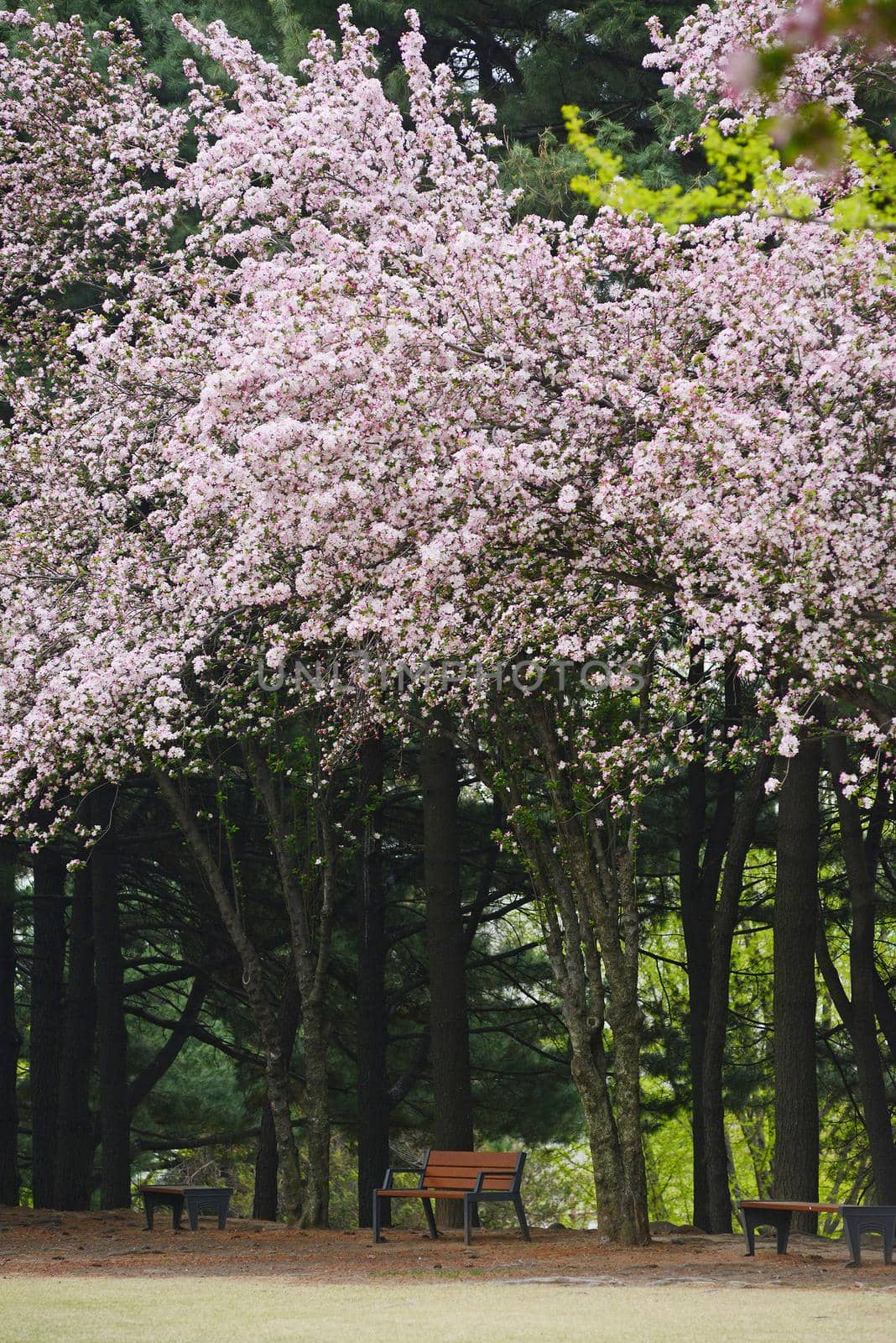 cherry blossom by porbital