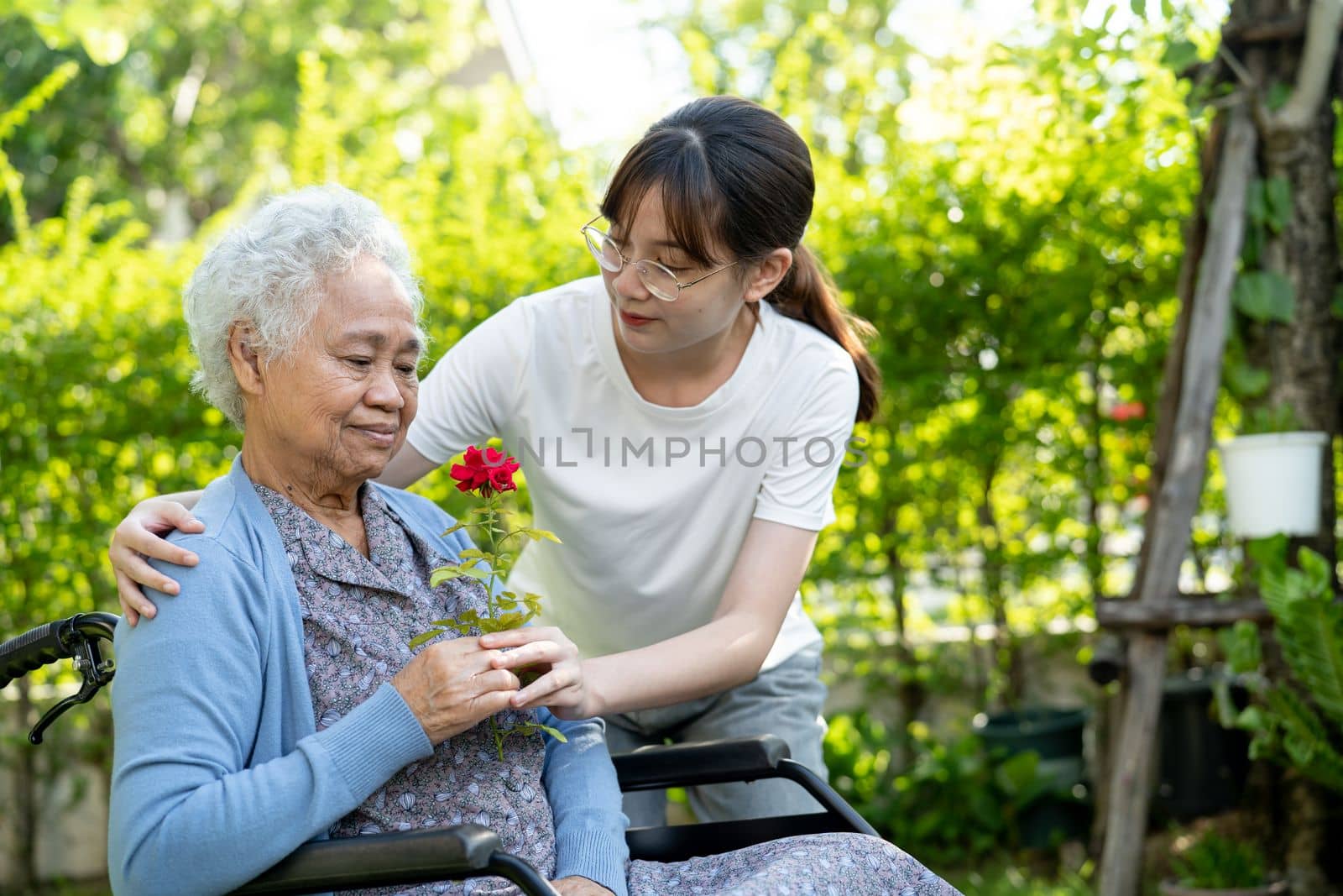 Asian senior or elderly old lady woman holding red rose flower, smile and happy in the sunny garden.