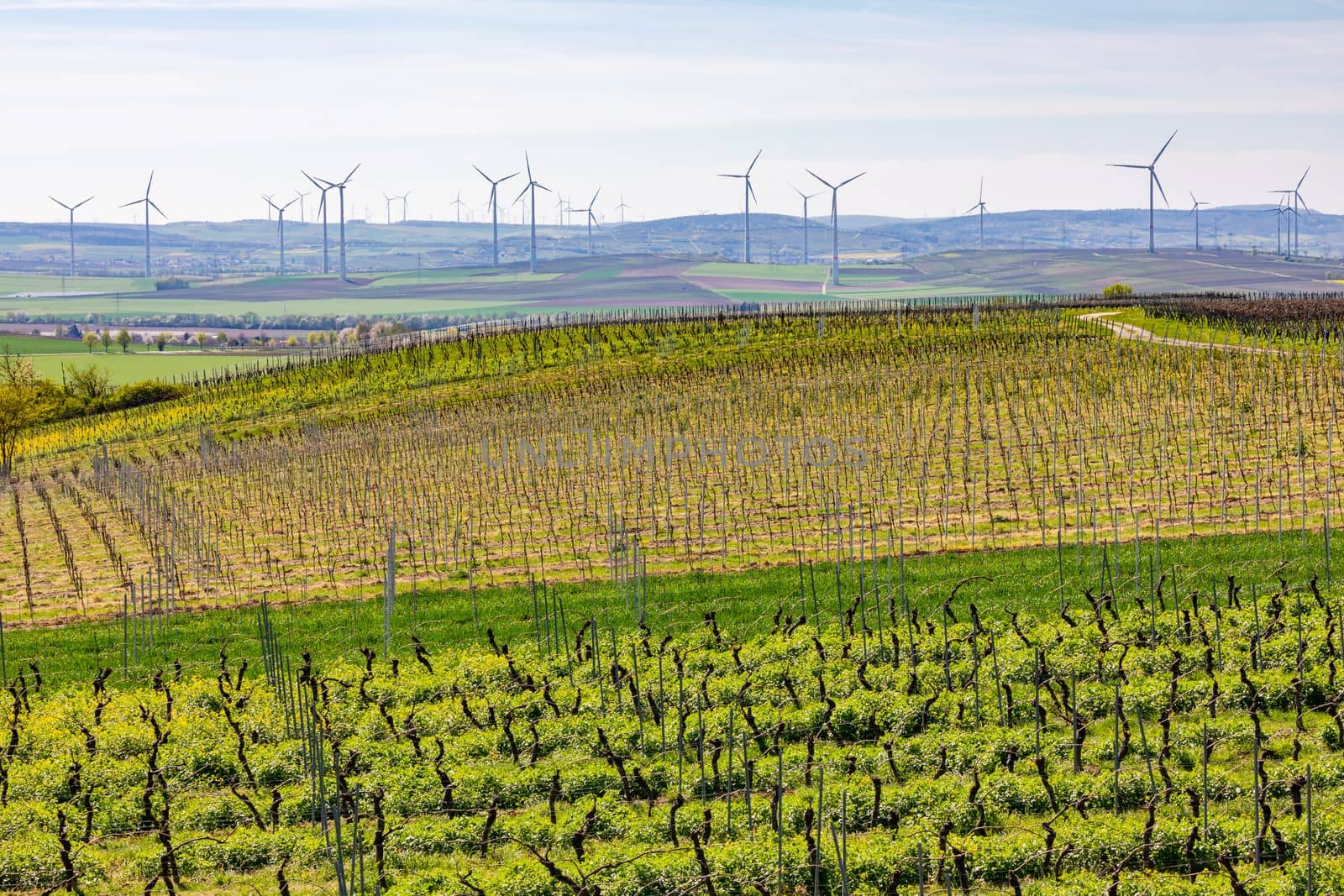 Countless wind turbines of an onshore wind farm next to fields and vineyards in Rhineland-Palatinate