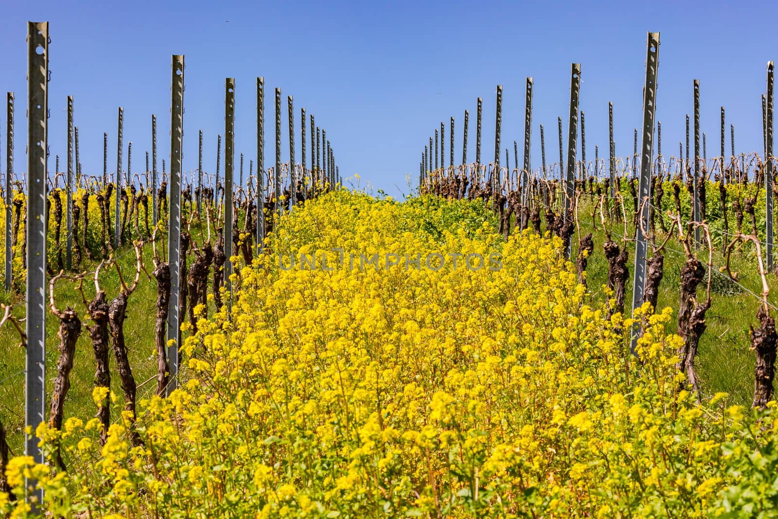 Yellow plants proliferate between vines and growth aids on a vineyard in the Rhineland