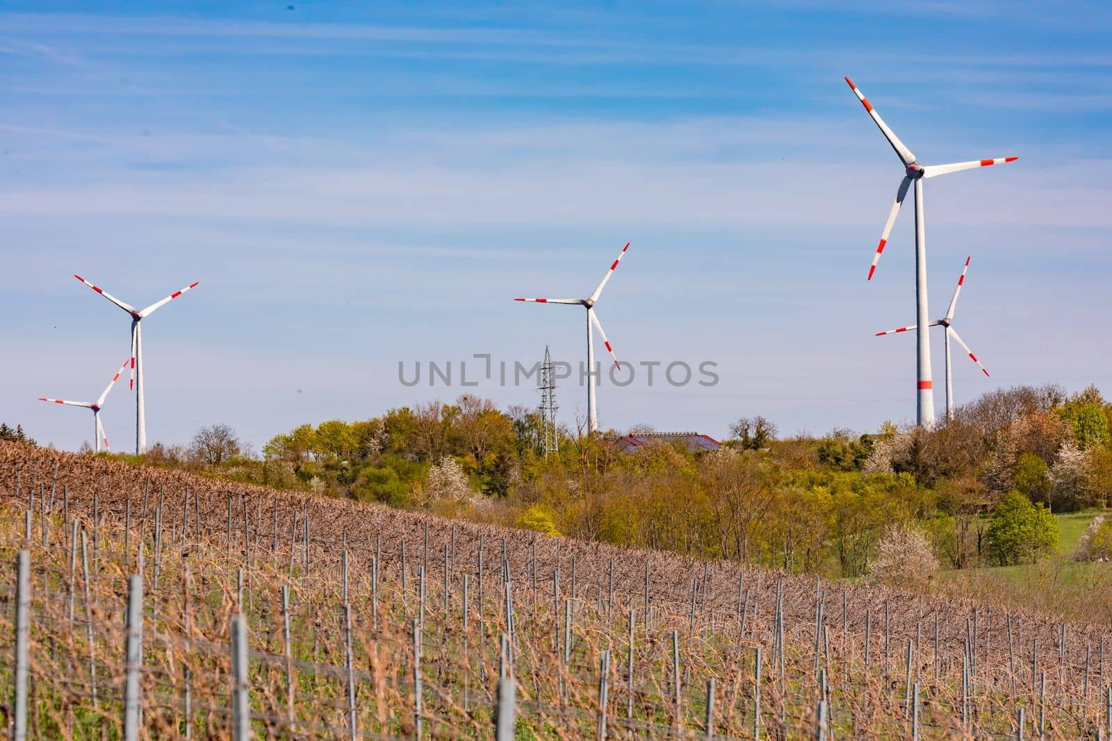 Vineyards in front of a wind farm with many wind turbines for the energy transition in Germany
