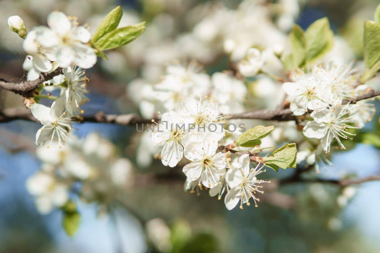 Blooming cherry branches with white flowers close-up, background of spring nature. Macro image of vegetation, close-up with depth of field