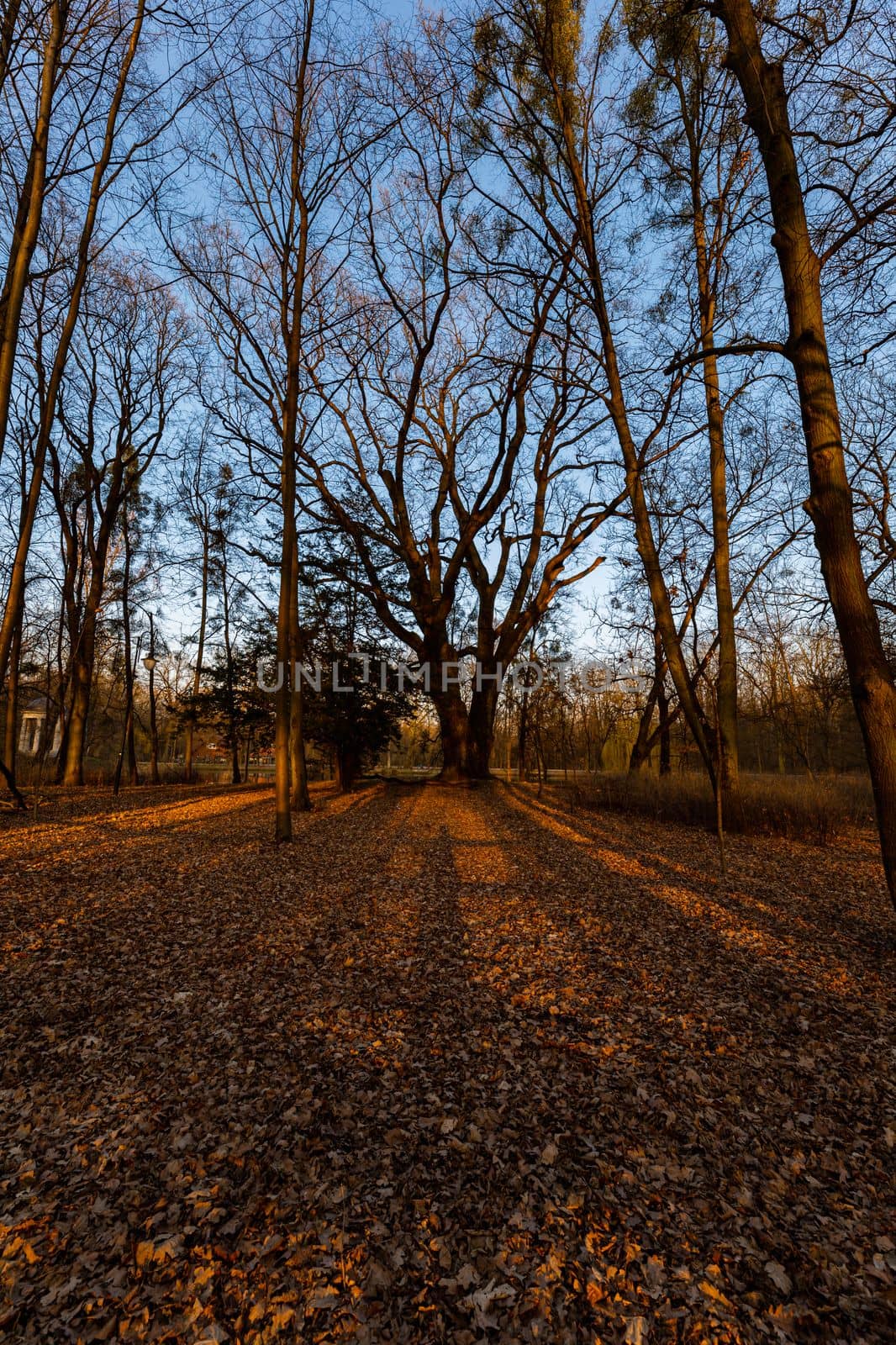 Beautiful streaks of light seen through tree at sunset in park