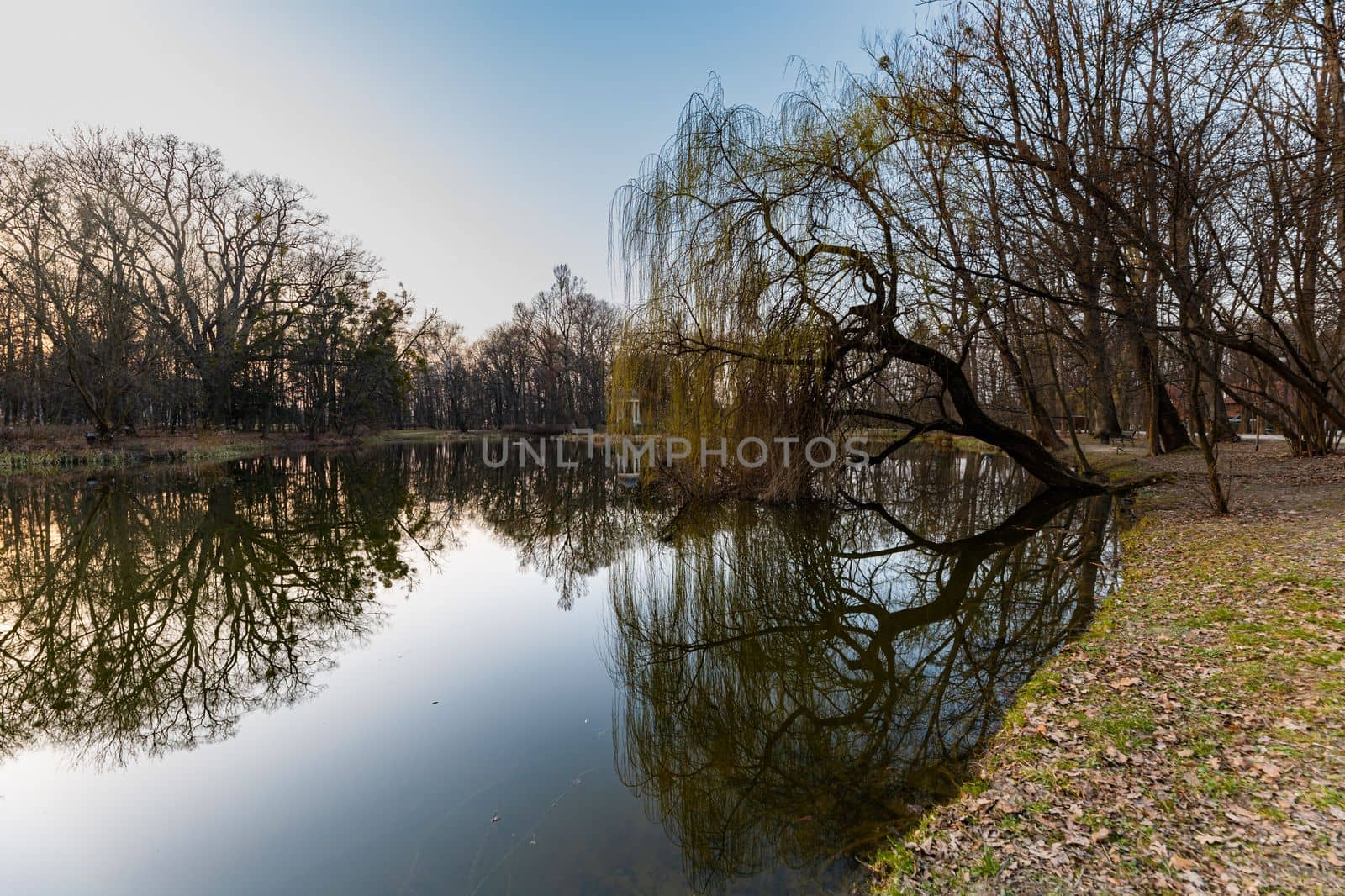 Beautiful colorful park after winter at afternoon reflected in small lake by Wierzchu