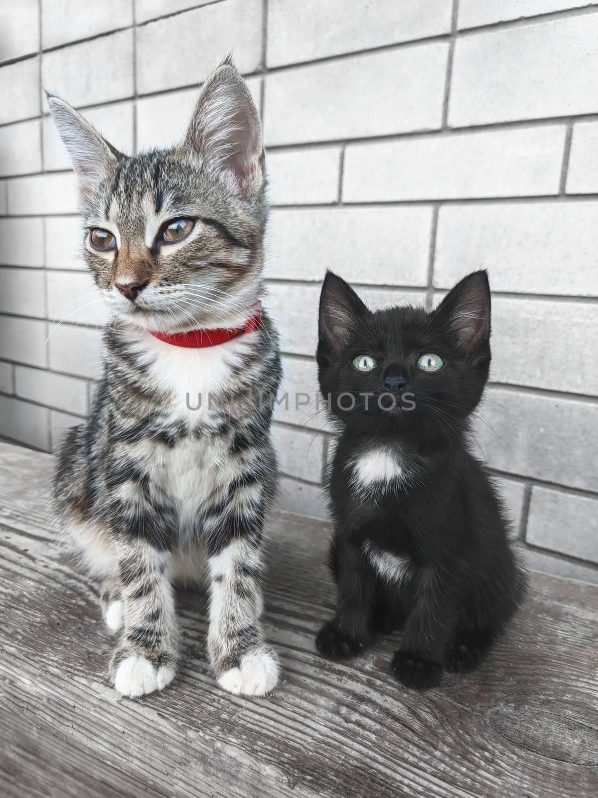 A beautiful gray tabby cat with a red collar sits against a brick wall, a cute black kitten with a white spot on the chest sits nearby. by Nickstock