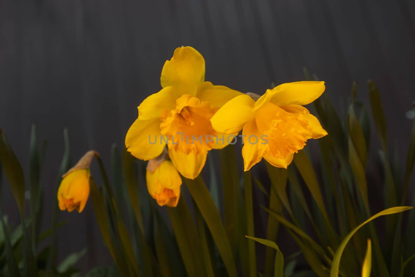 spring flowers daffodils in the evening light , spring season