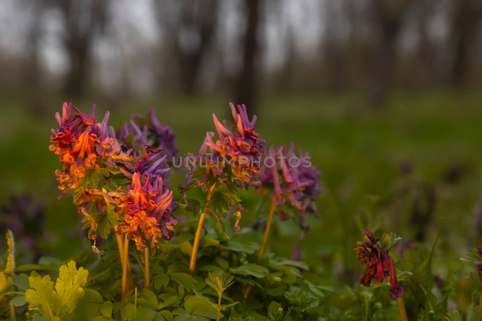 spring forest flowers in the evening light , spring season