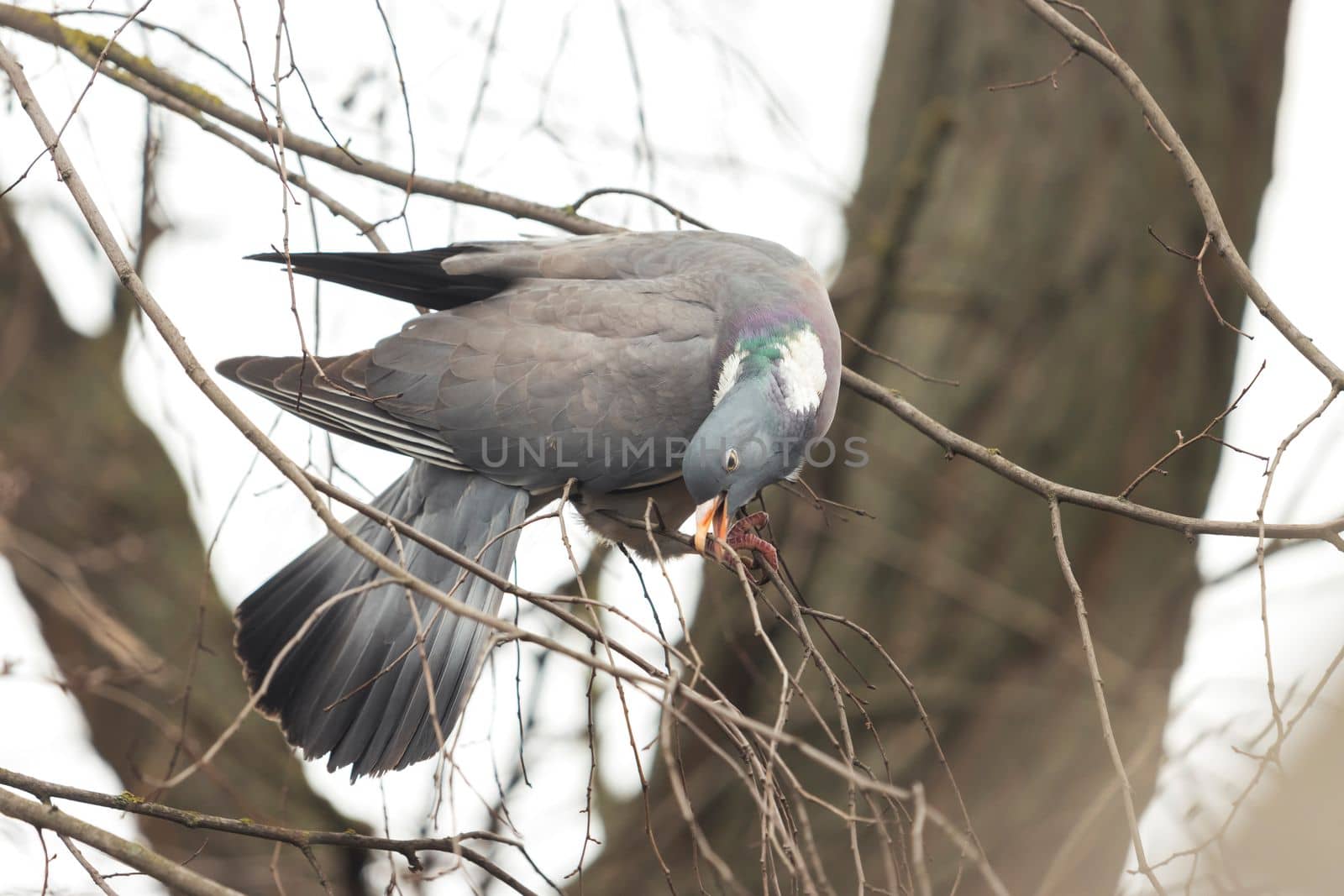 wood pigeon gathers branches for nest , spring season