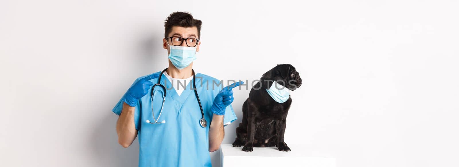 Cute black pug dog in face mask looking left at promo banner while doctor in veterinarian clinic pointing finger, standing over white background.