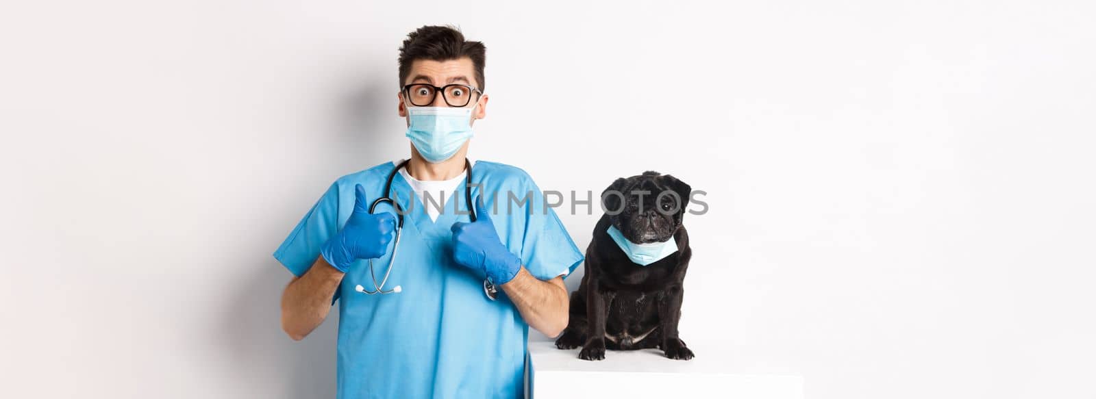 Funny black pug dog wearing medical mask, sitting near handsome veterinarian doctor showing thumbs-up, white background.