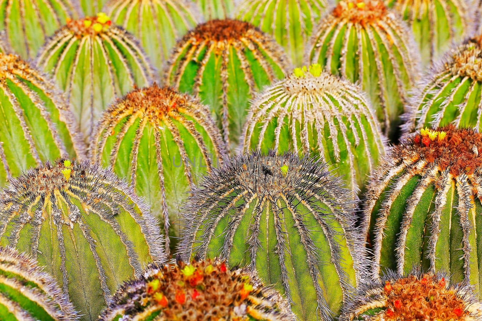 Cactus natural pattern, garden at desert landscape, California, United States