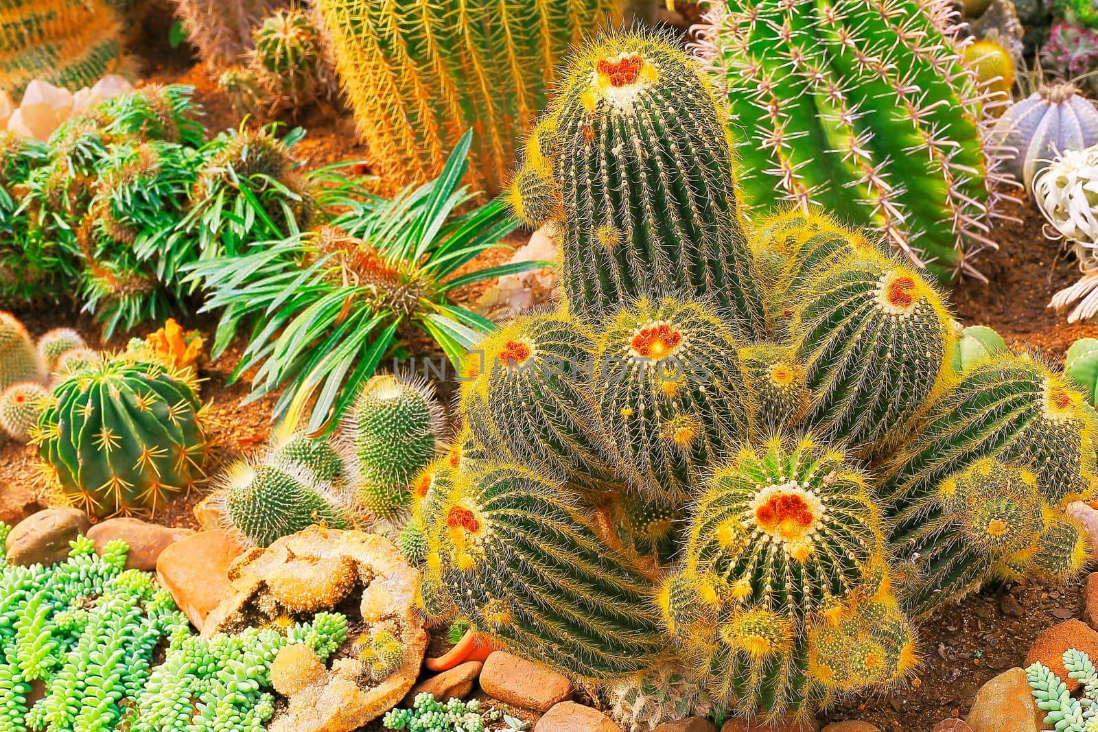Cactus natural pattern, garden at desert landscape, California, United States