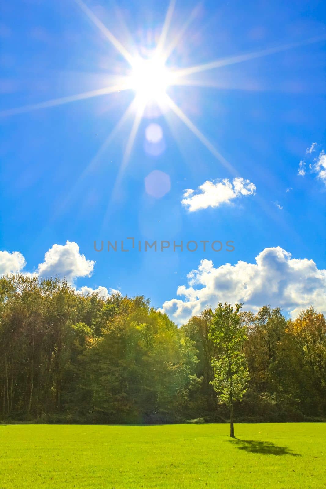 Natural beautiful panorama view on sunny day with green plants trees in the forest of Leherheide Bremerhaven Germany.