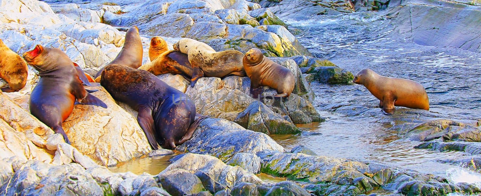 Sea lions and seals, Beagle Channel in Tierra Del Fuego, Ushuaia, Argentina, South America