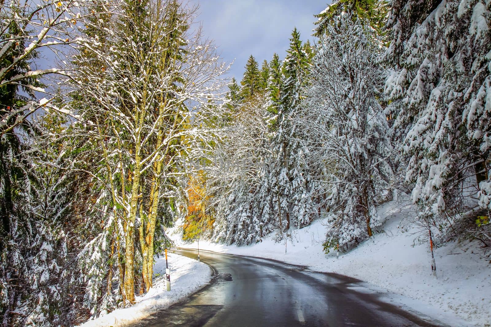 Road into snowy mountain and pine woods in bavarian Alps at autumn, Germany