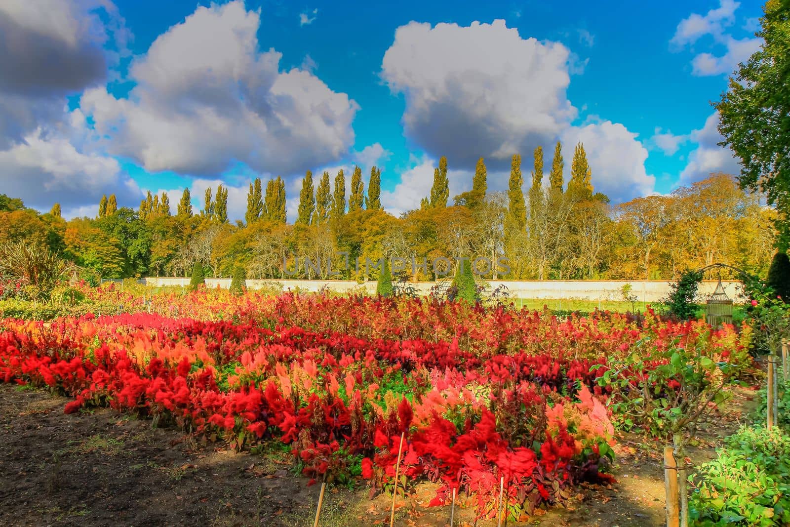 Autumn foliage colors in Loire valley public park with garden landscape, France